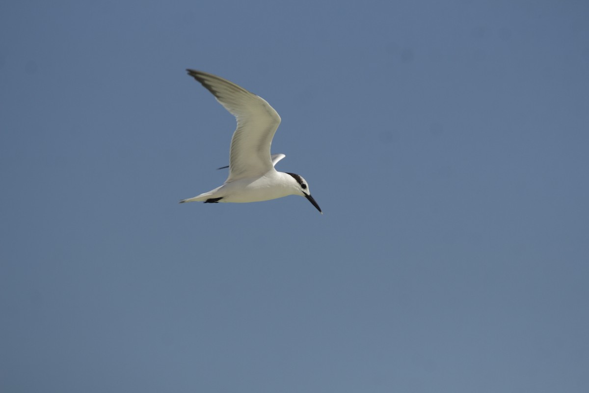 Brandseeschwalbe - ML646993296