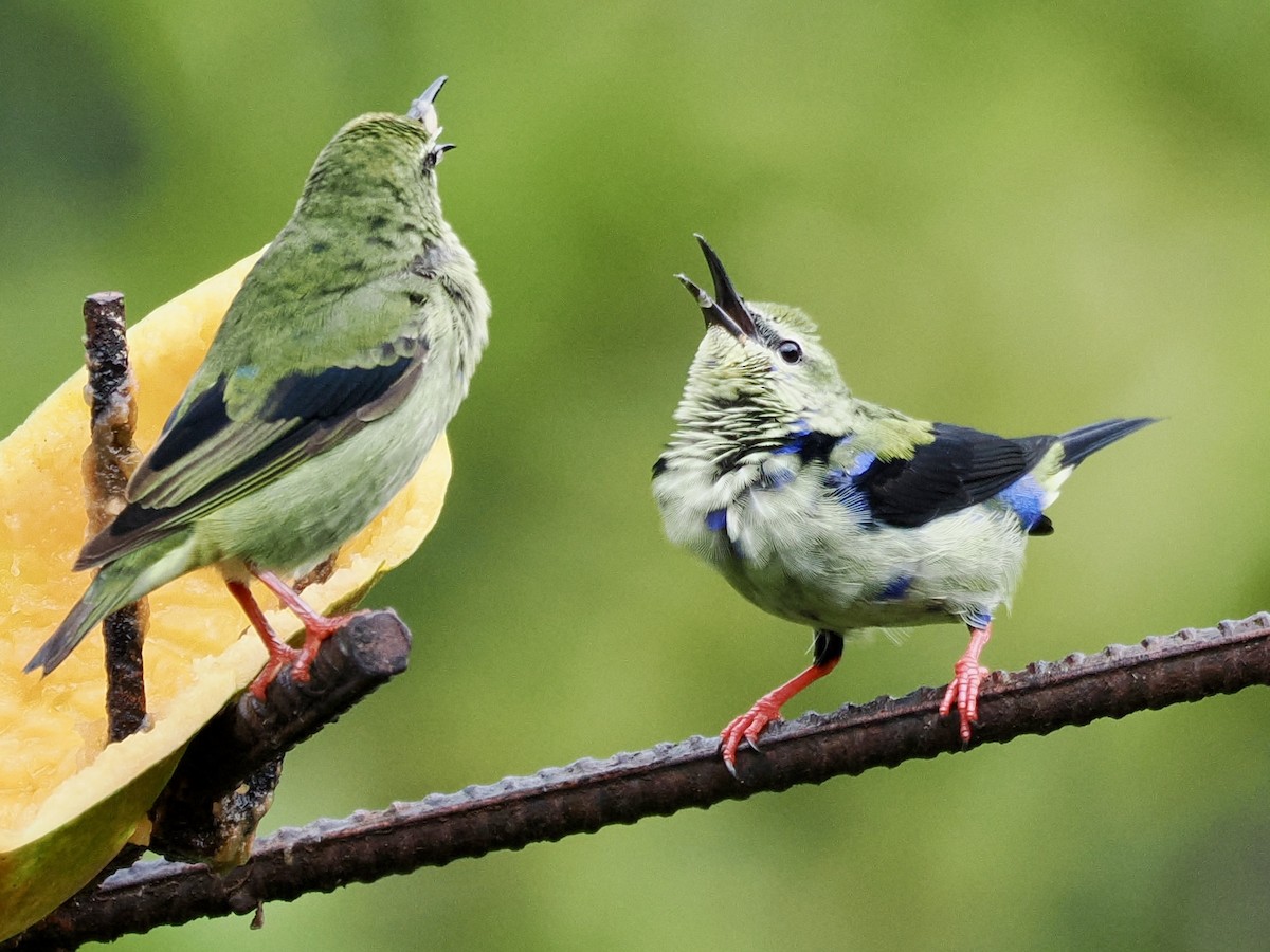 Red-legged Honeycreeper - ML646993297