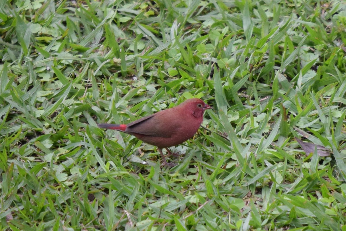 Senegalamarant - ML646993298