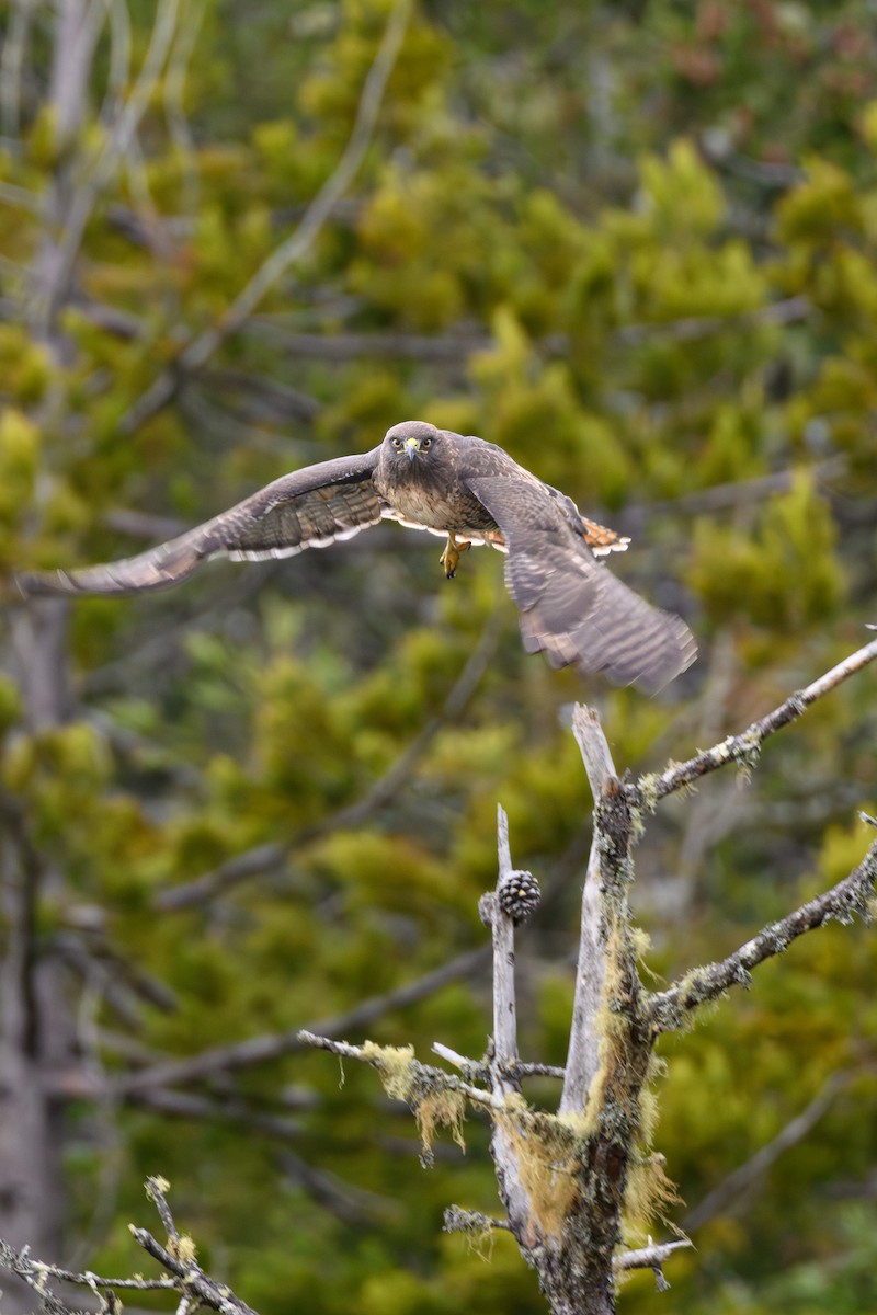 Rotschwanzbussard - ML646993304