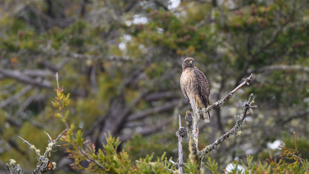 Rotschwanzbussard - ML646993305