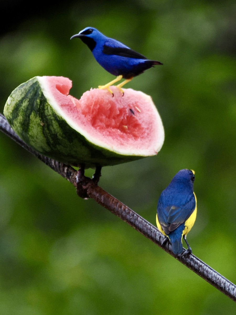 Shining Honeycreeper - ML646993306