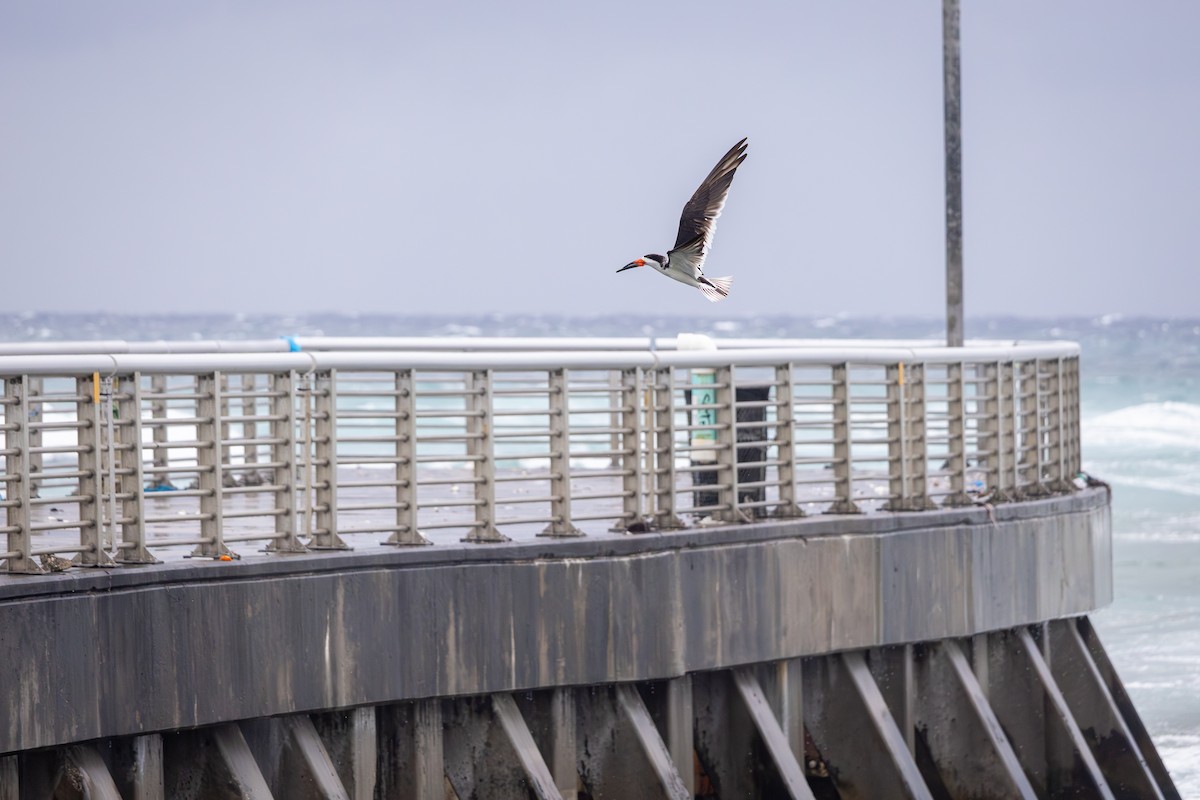 amerikasaksenebb - ML646993310