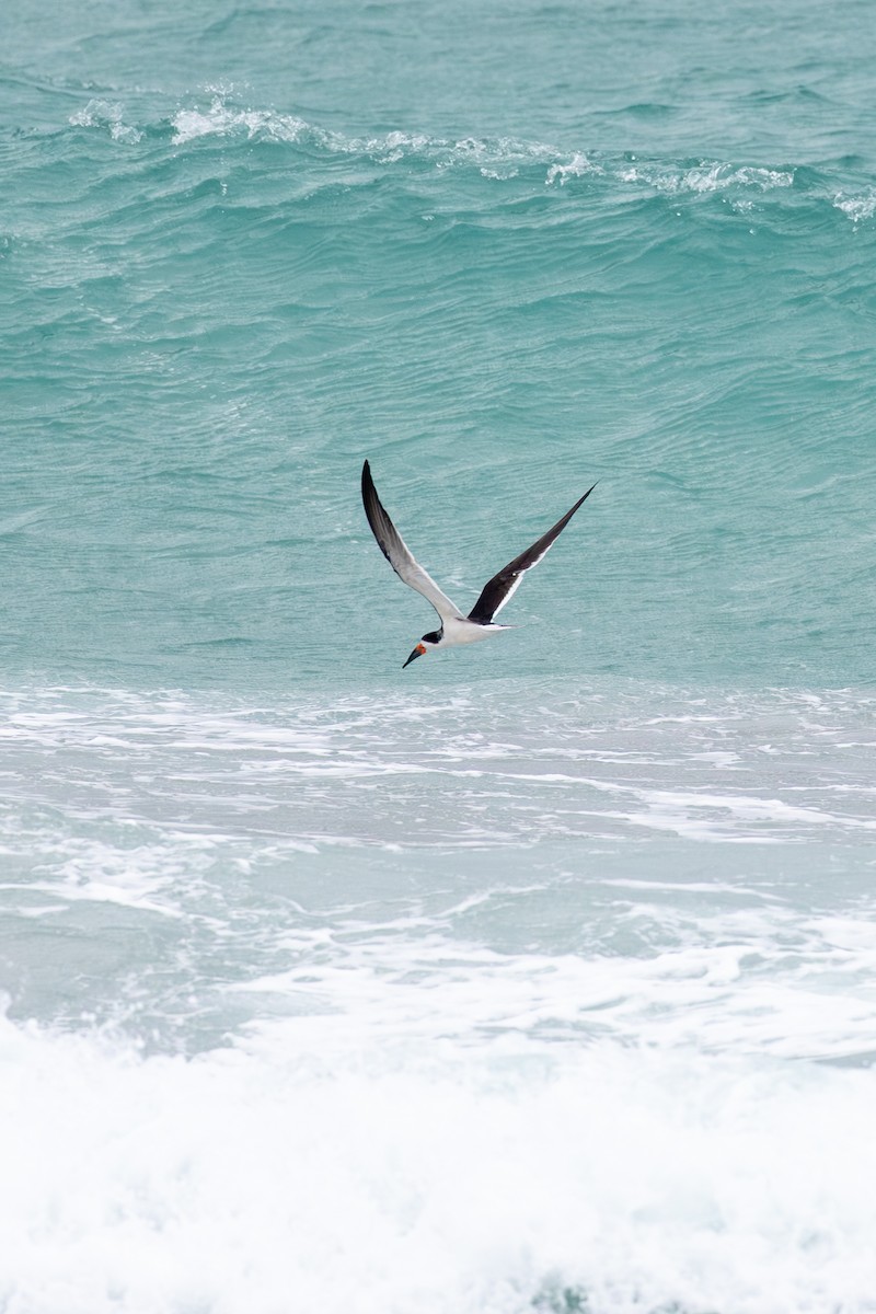 amerikasaksenebb - ML646993312