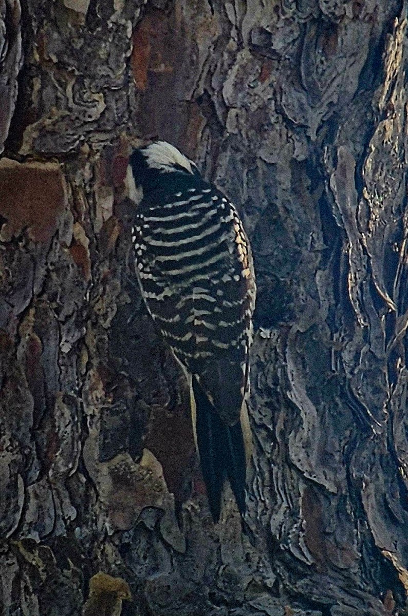 Red-cockaded Woodpecker - ML646993313