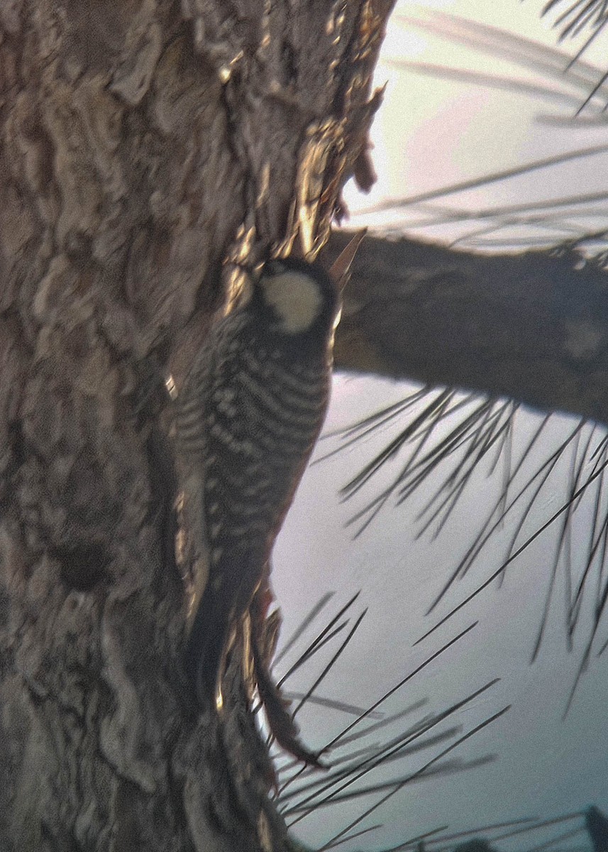 Red-cockaded Woodpecker - ML646993315