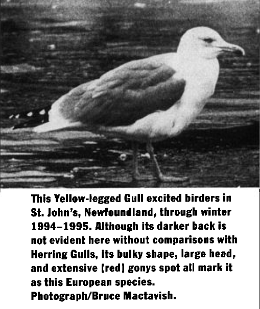 gulbeinmåke - ML646993316