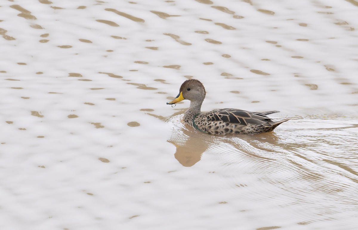 Yellow-billed Pintail - ML646993320