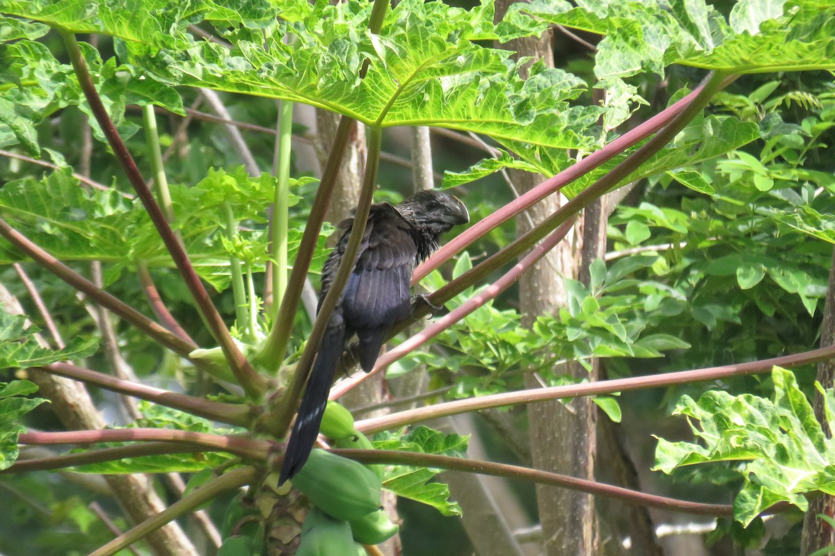 glattnebbani - ML646993321