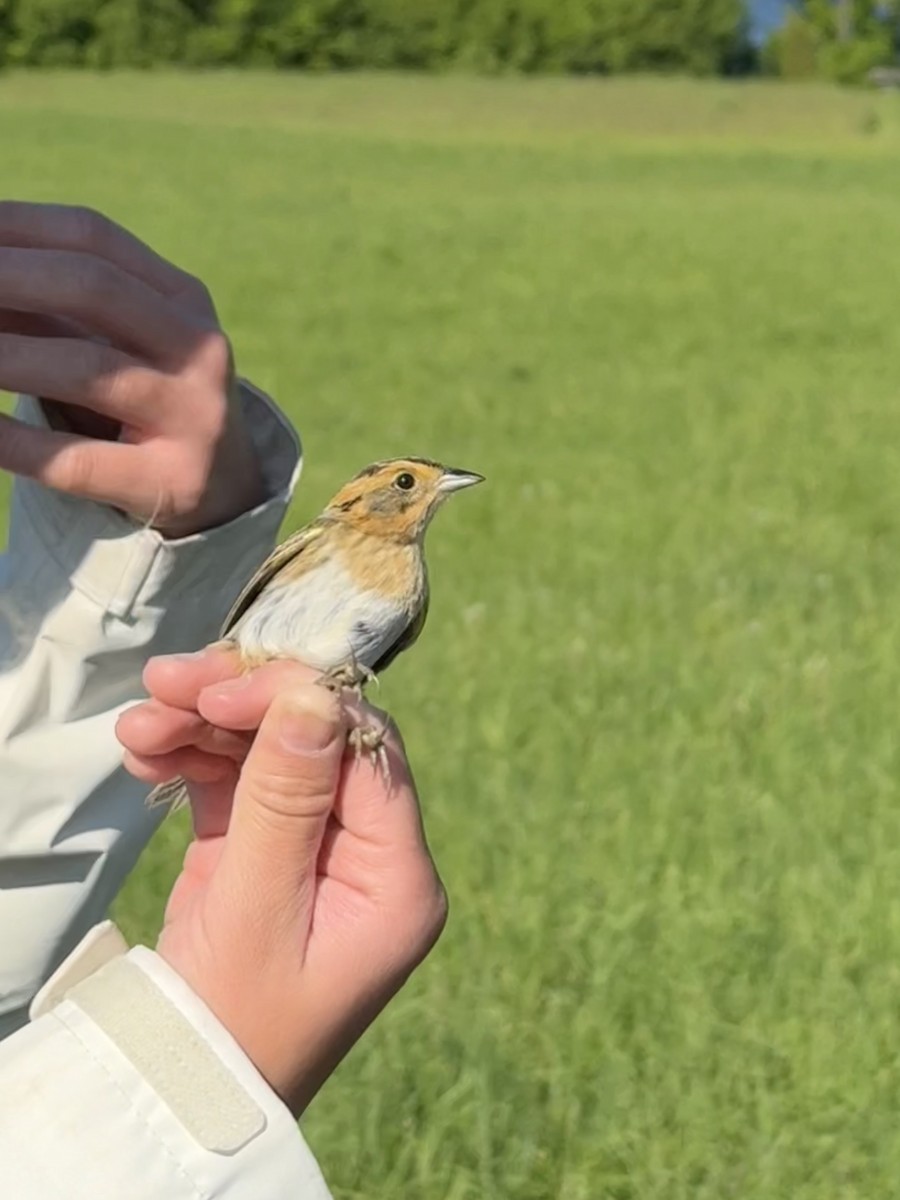 ネルソントゲオヒメドリ - ML646993324