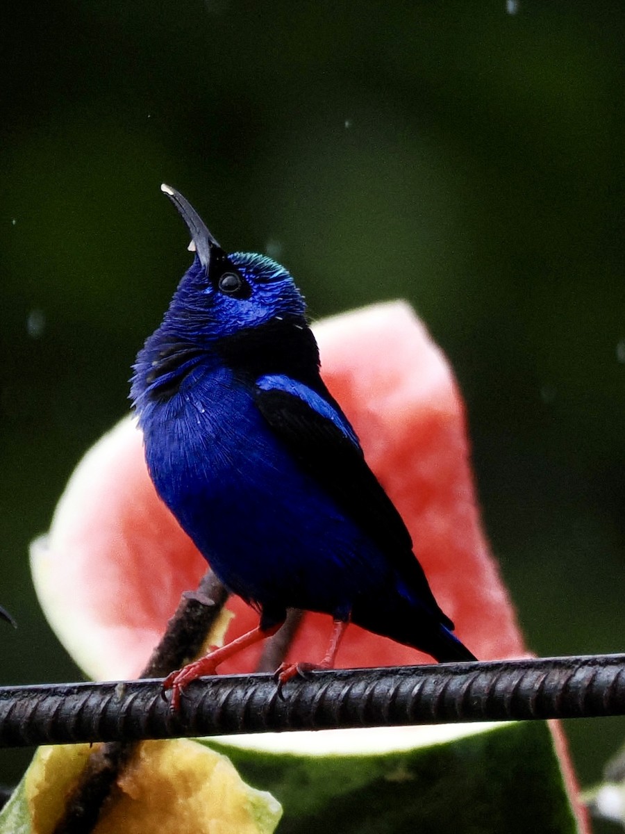 Red-legged Honeycreeper - ML646993326