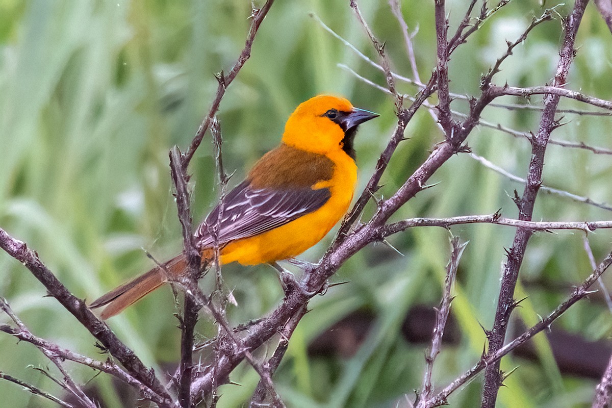 Altamira Oriole - ML646993328