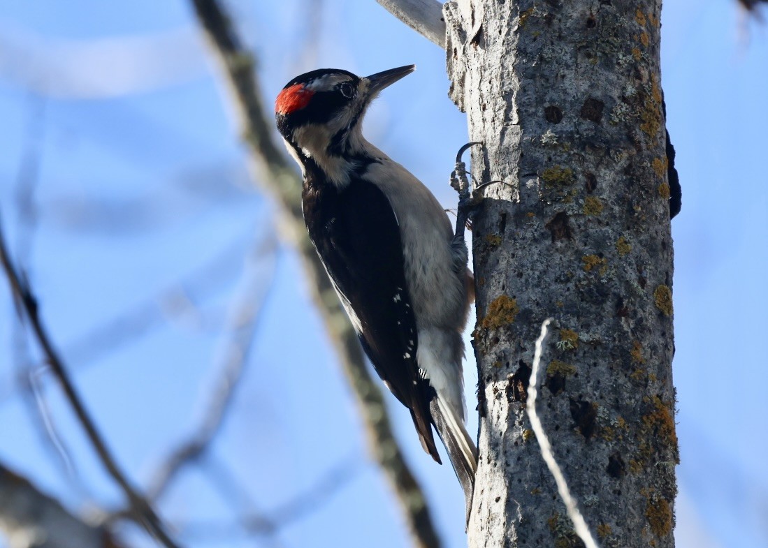 Haarspecht - ML646993329