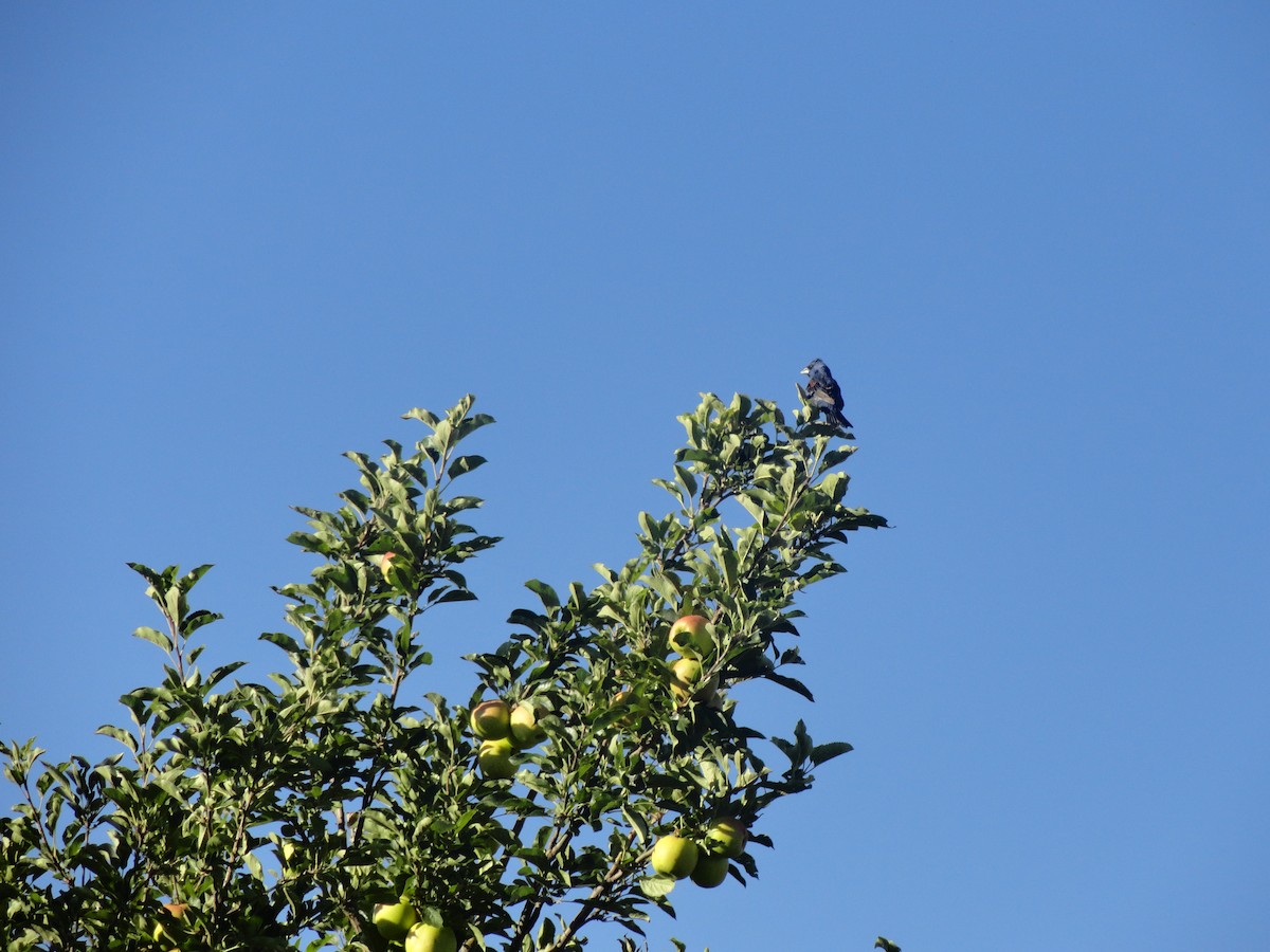 Mavi Çinte - ML646993331