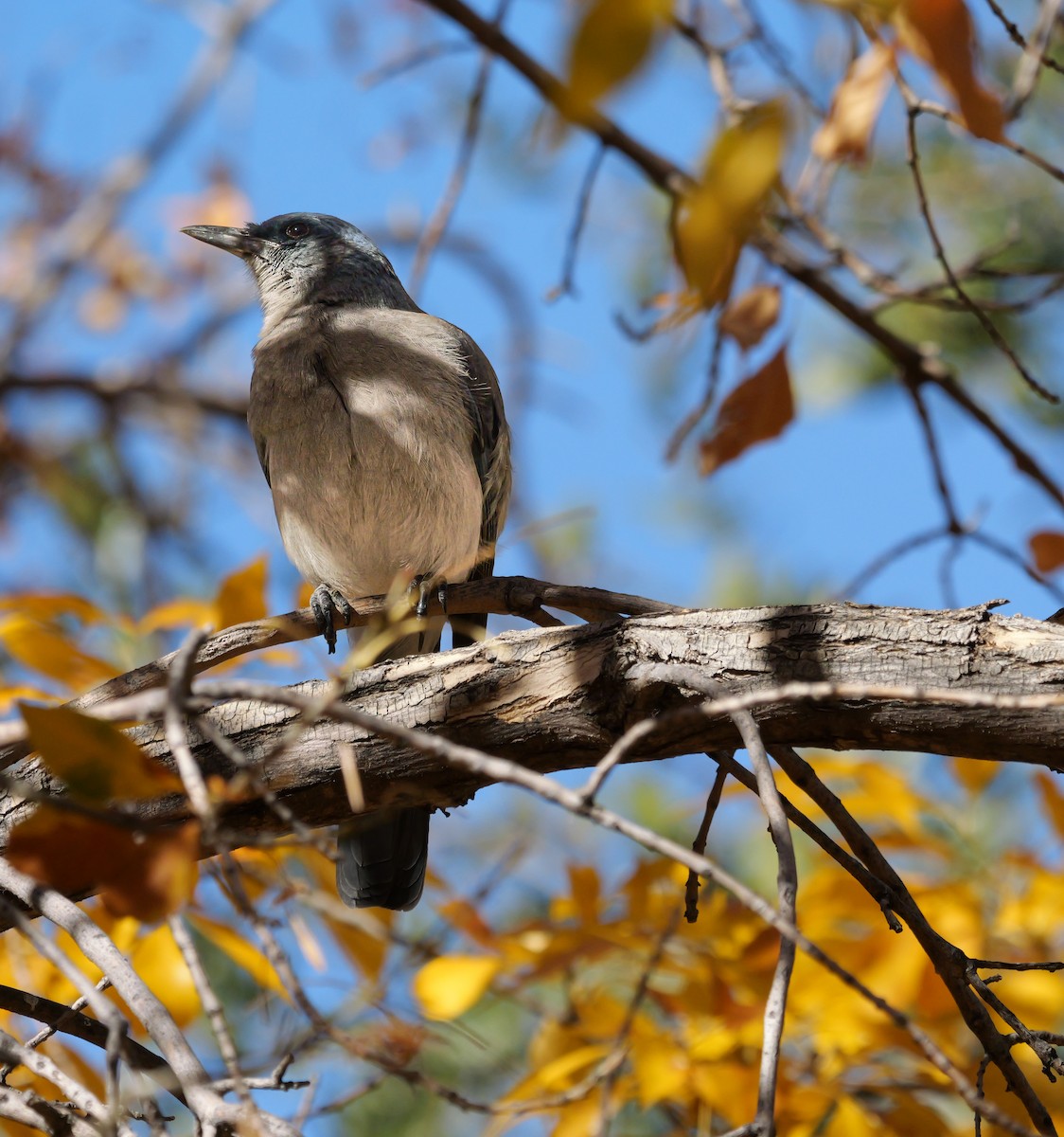 Meksika Kargası - ML646993332