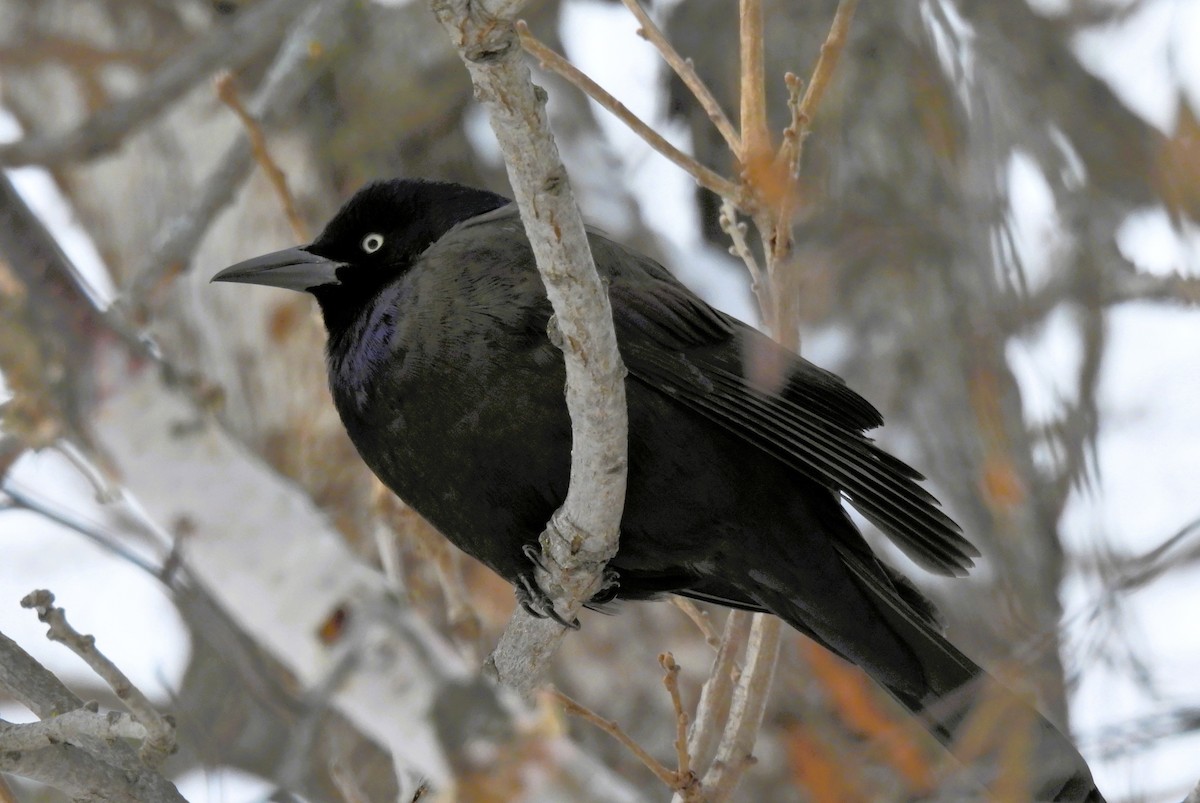 Гракл пурпуровошиїй - ML646993333
