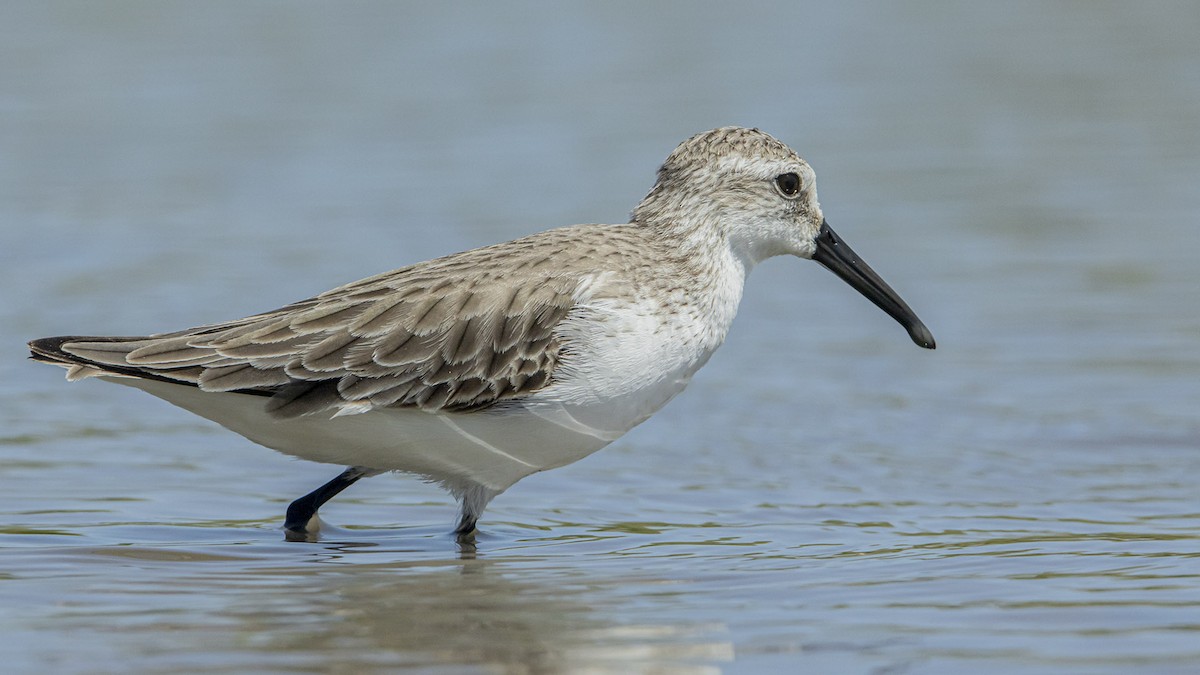 חופית מערבית - ML646993336