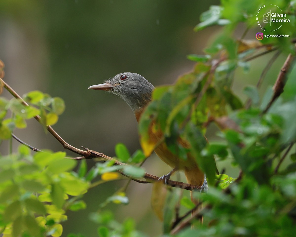 Сероголовый аттила - ML646993337