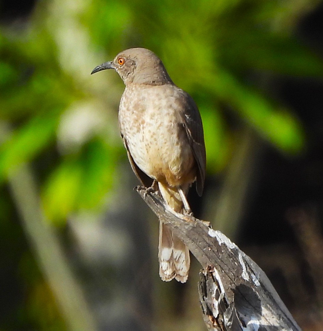 Curve-billed Thrasher - ML646993339