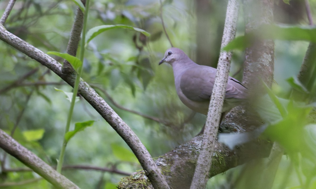 Large-tailed Dove - ML646993341
