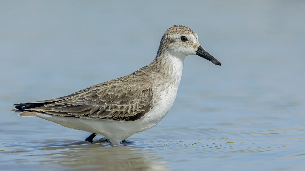Semipalmated Sandpiper - ML646993342