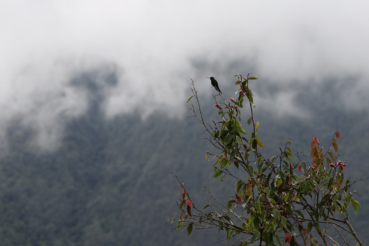 Sapphire-vented Puffleg - ML646993343