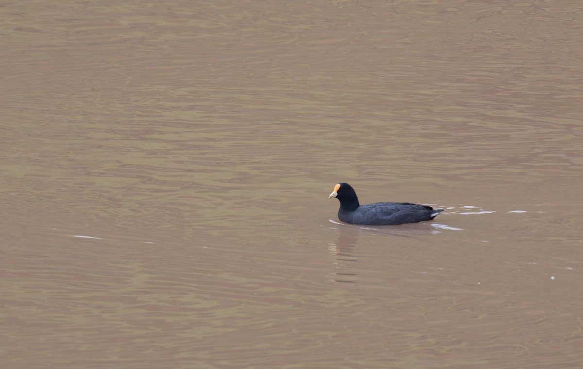 White-winged Coot - ML646993344