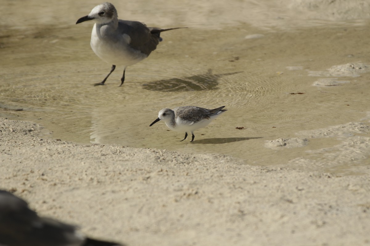 Sanderling - ML646993345