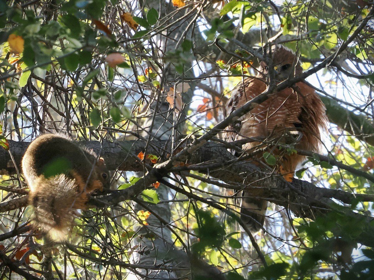 Красноплечий канюк (elegans) - ML646993346