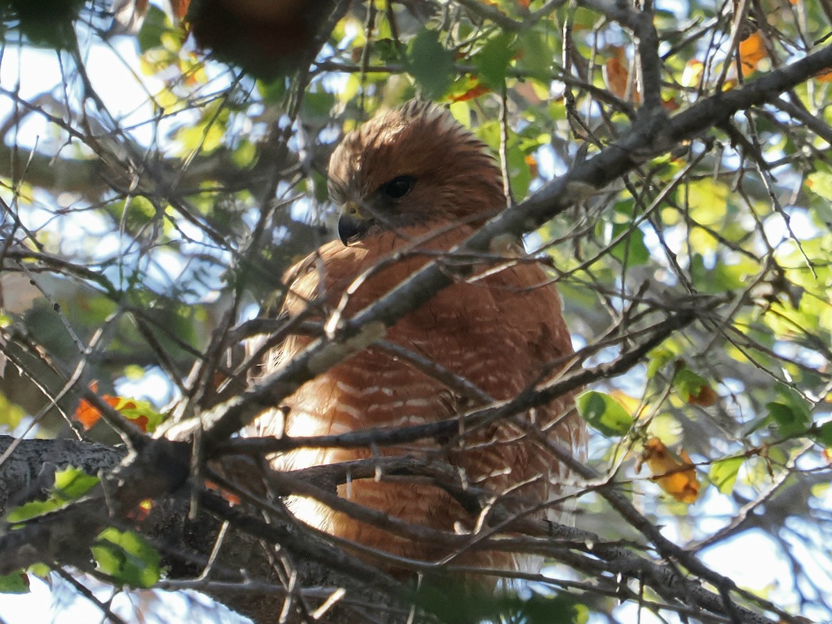 Красноплечий канюк (elegans) - ML646993347