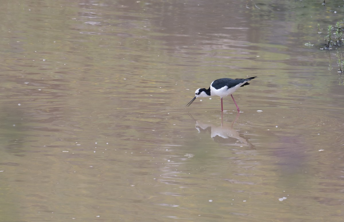 Black-necked Stilt - ML646993352