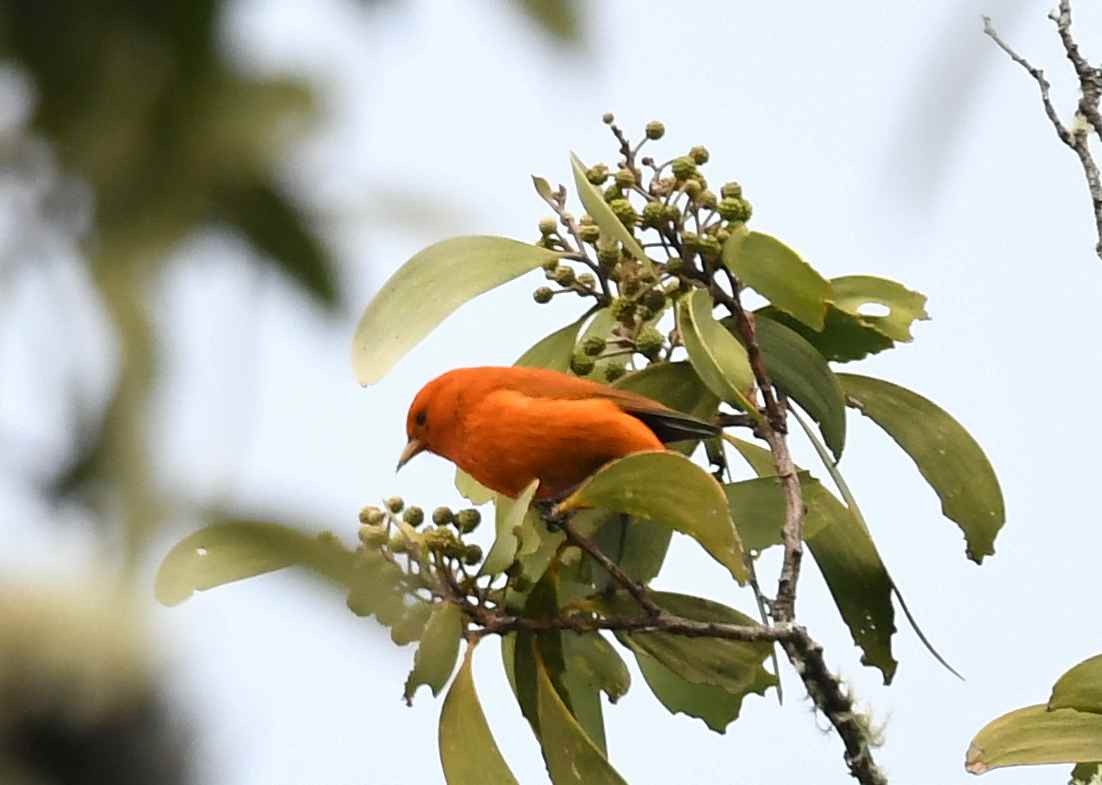 コバシハワイミツスイ - ML646993354