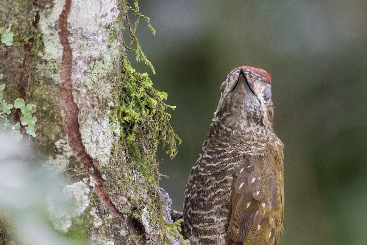 Dot-fronted Woodpecker - ML646993358