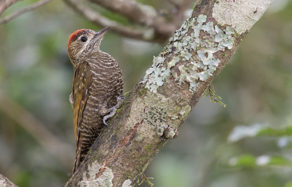 Dot-fronted Woodpecker - ML646993359