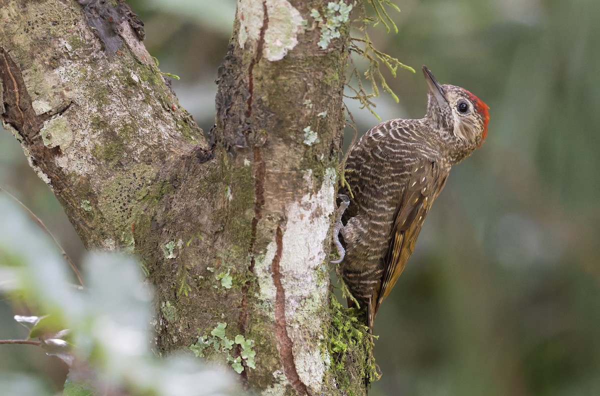 Dot-fronted Woodpecker - ML646993360