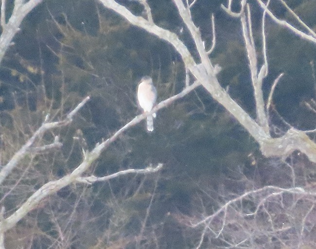 Куперов ястреб - ML646993372