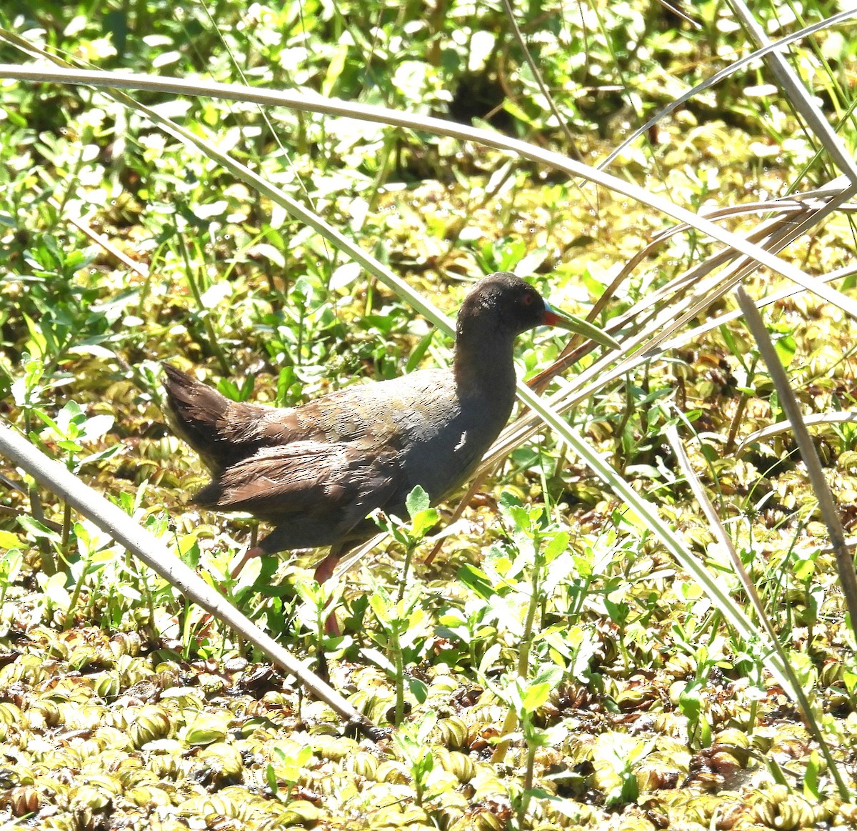 ハイイロクイナ - ML646993373