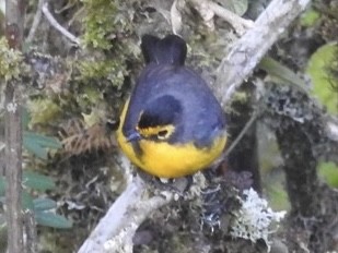 Brillenwaldsänger - ML646993376