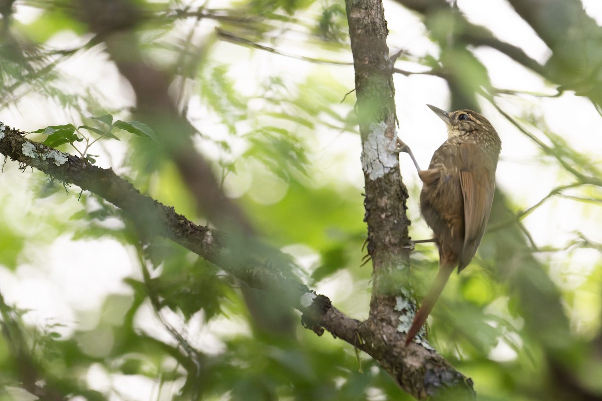 Buff-browed Foliage-gleaner - ML646993378