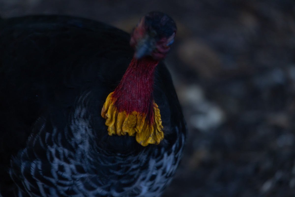 Australian Brushturkey - ML646993379