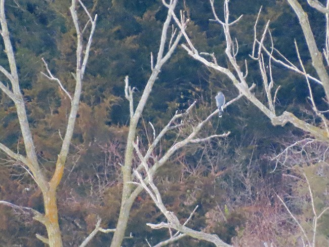 Куперов ястреб - ML646993380