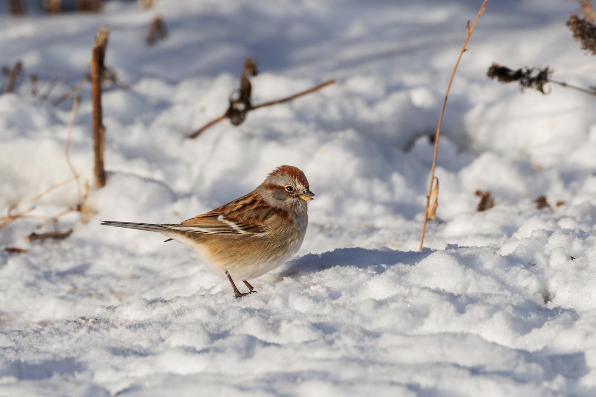 American Tree Sparrow - ML646993381