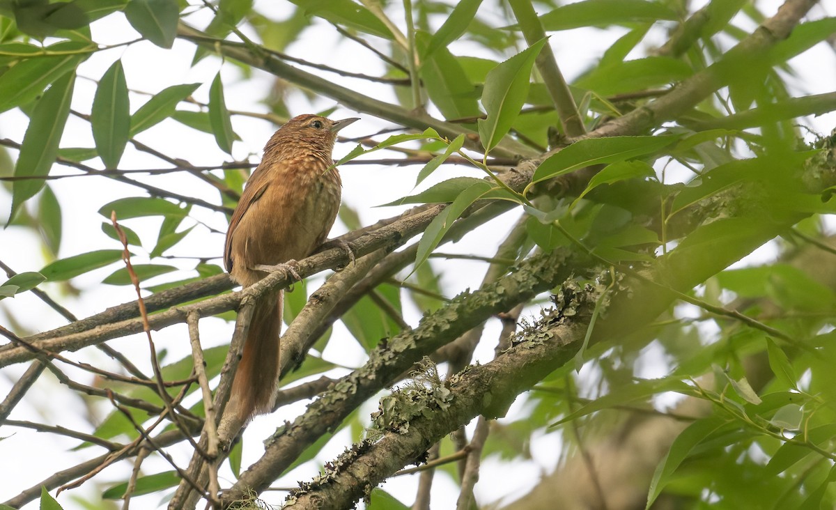 Spot-breasted Thornbird - ML646993384