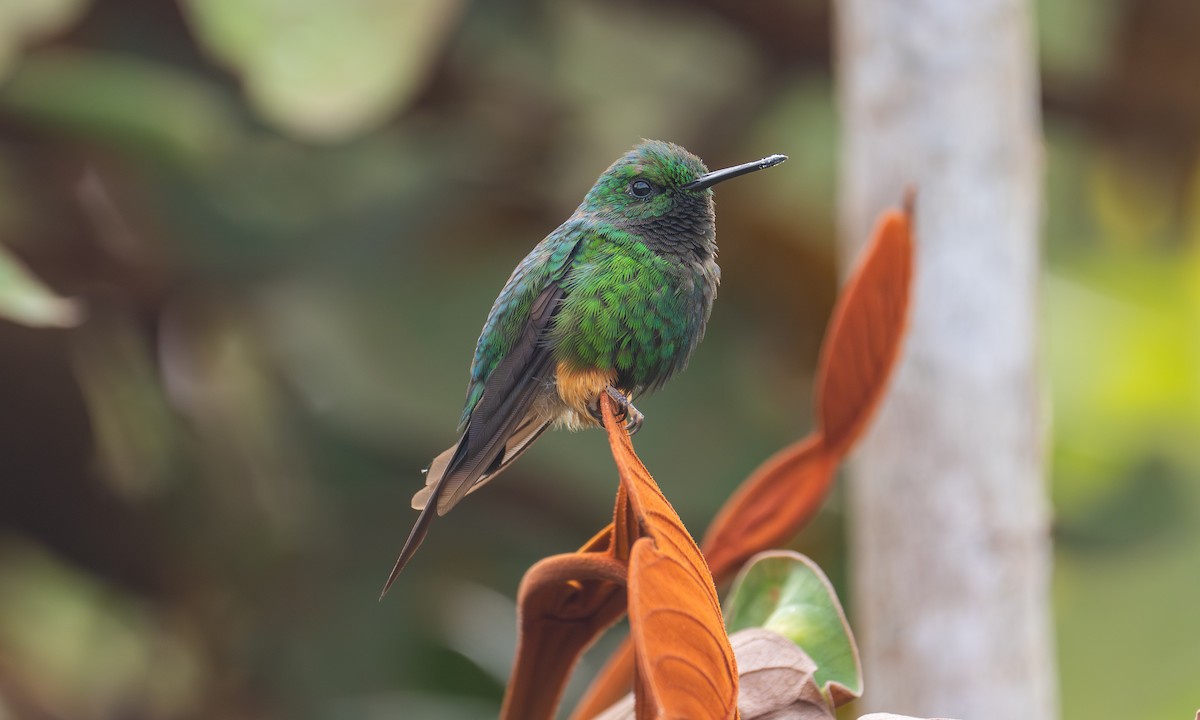 Peruvian Racket-tail - ML646993387