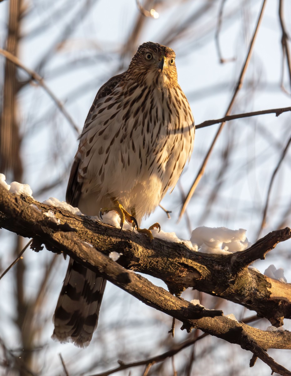 クーパーハイタカ - ML646993388