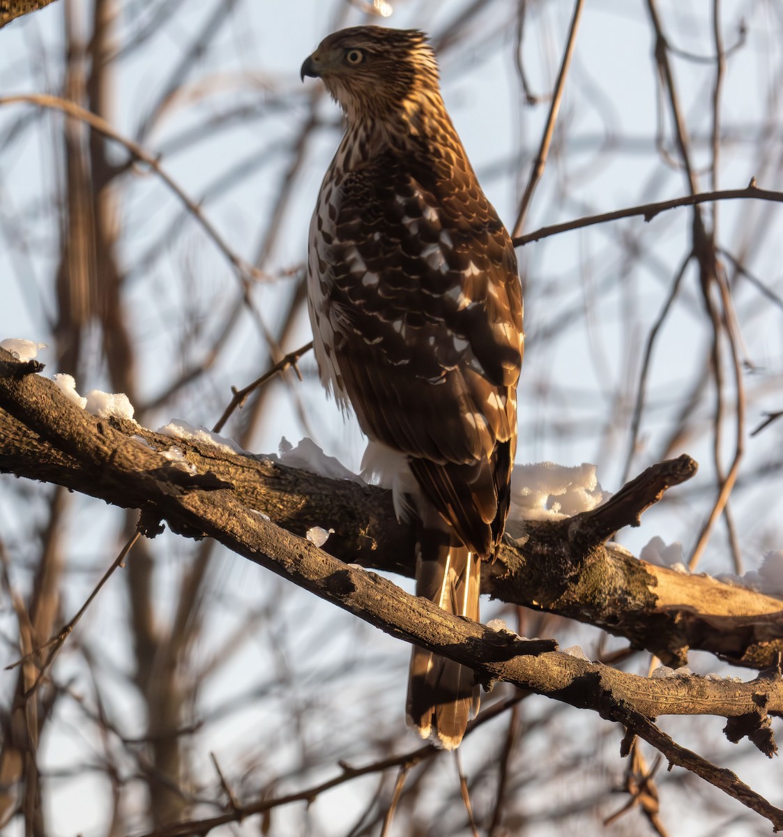 クーパーハイタカ - ML646993389