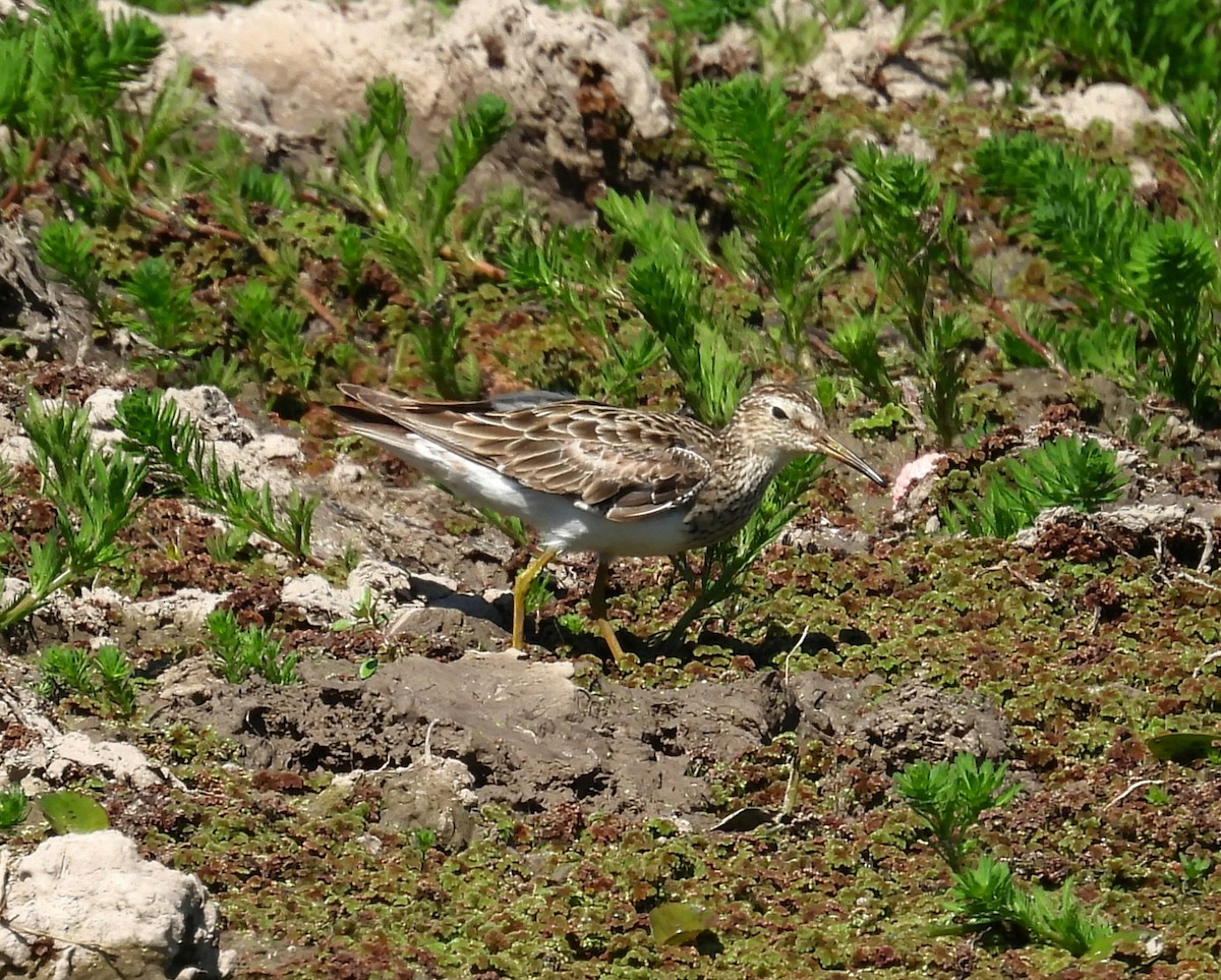 Pectoral Sandpiper - ML646993392