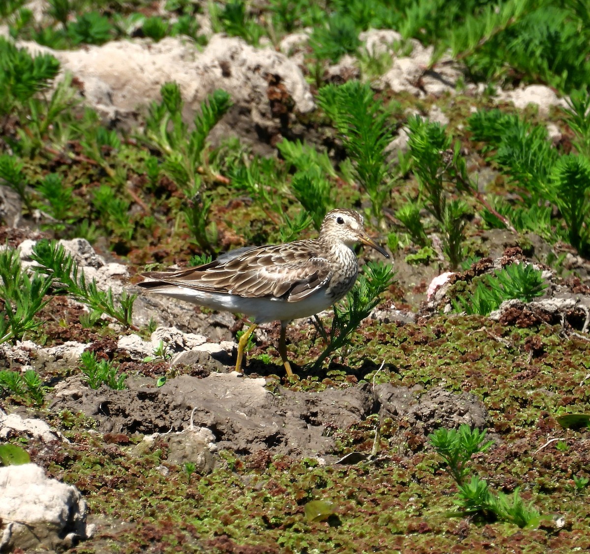 Pectoral Sandpiper - ML646993396
