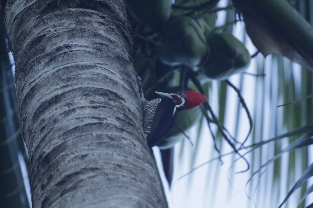 Linienspecht - ML646993397