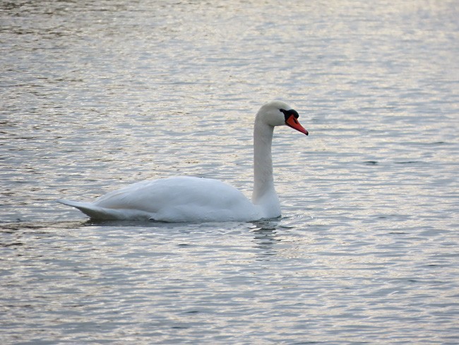 Лебедь-шипун - ML646993400